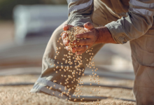Safra de Soja no Brasil Pode Bater Recorde em 2026 e Reforçar Liderança do Agronegócio Mundial