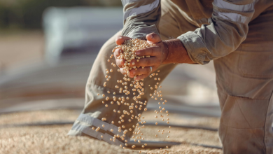 Safra de Soja no Brasil Pode Bater Recorde em 2026 e Reforçar Liderança do Agronegócio Mundial