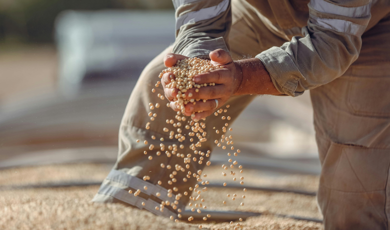 Safra de Soja no Brasil Pode Bater Recorde em 2026 e Reforçar Liderança do Agronegócio Mundial